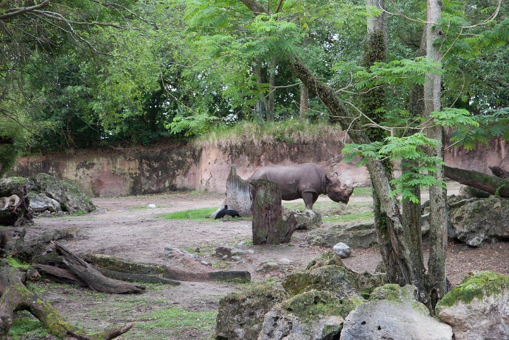 IMG_6669.jpg - Black rhinoceros.